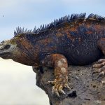 Darwin & the Galapagos: A tale from Ecuador