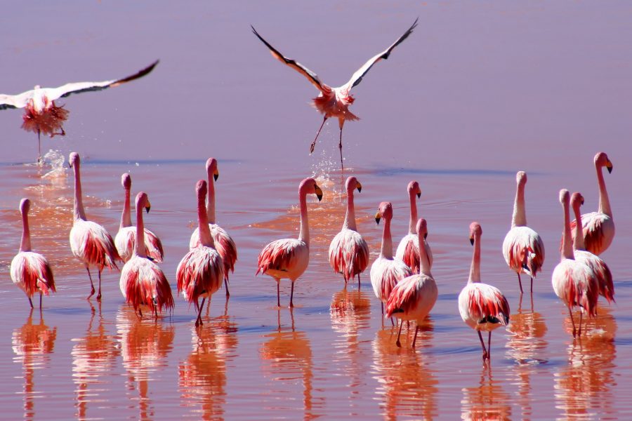 Flock of Flamingoes