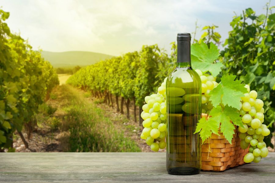 Grapes and wine in front of landscape of vineyard